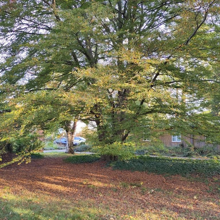 Fagus sylvatica 'Aspleniifolia'