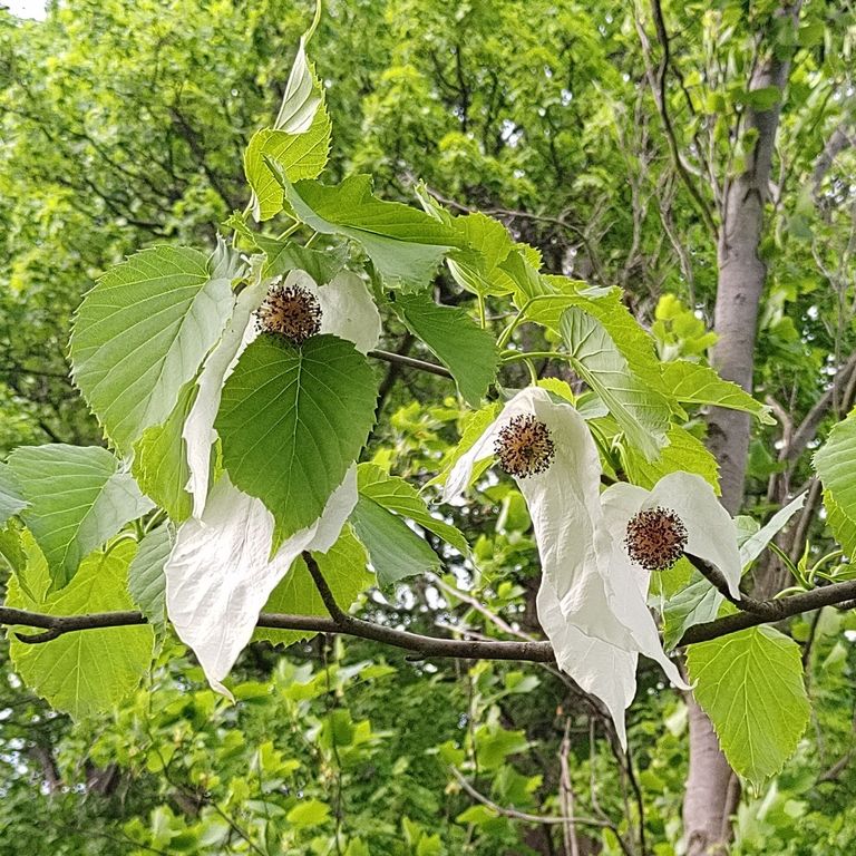 Davidia involucrata